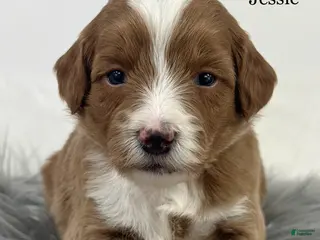 Mixed Breed dogs Jessie - Ad 33