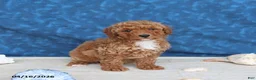 Goldendoodle dogs for sale: Beauty - Ad 5