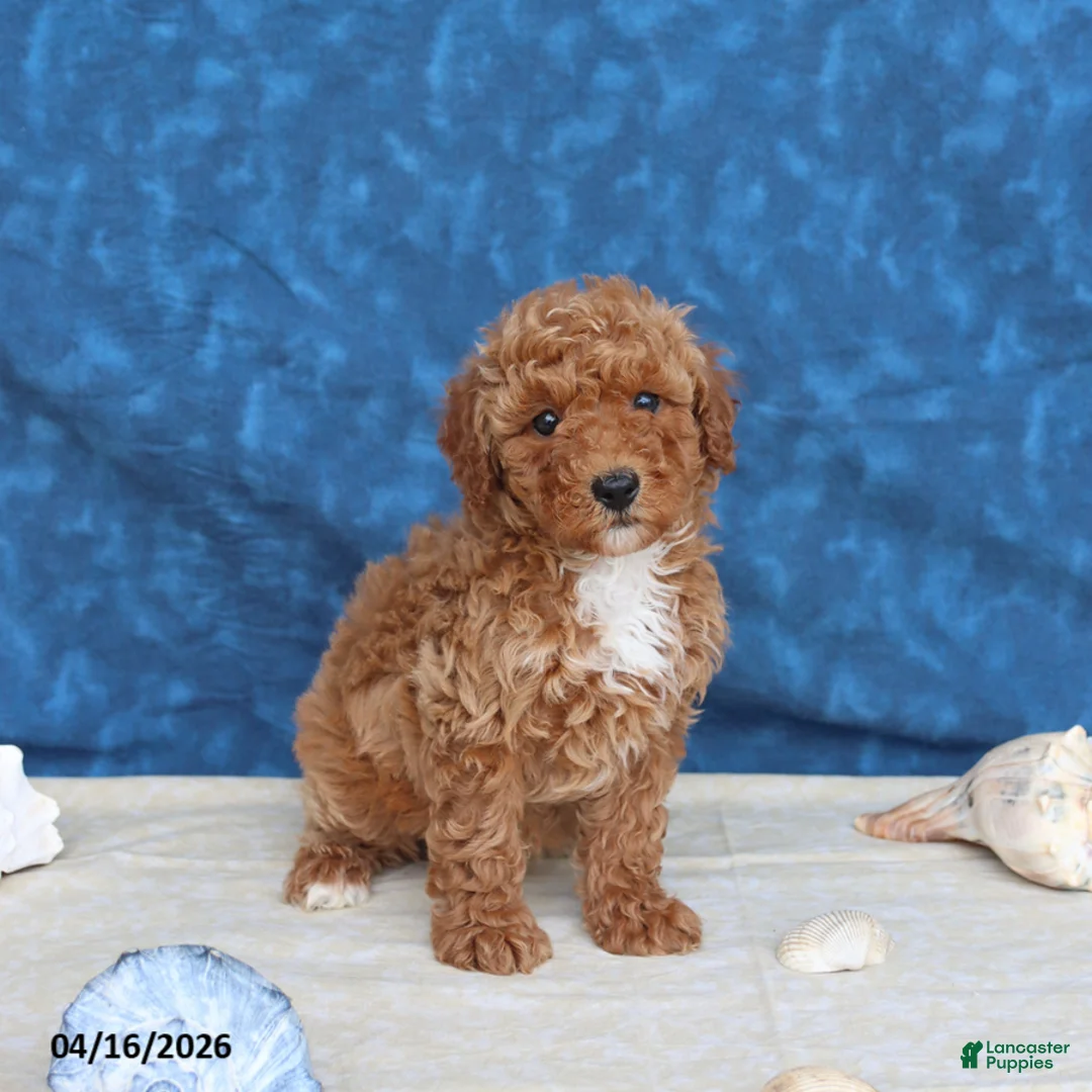 Goldendoodle dogs for sale: Beauty - Ad 5
