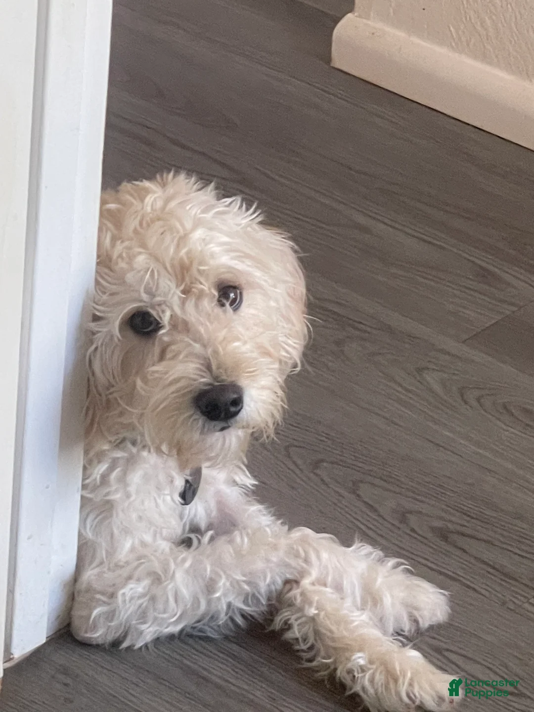 Mixed Breed dogs for sale: Remus - Ad 2