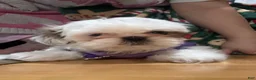 Shih Tzu dogs for sale: Shih Tzu Puppy 1 - Ad 4
