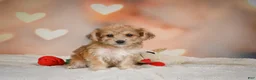 Yorkiepoo dogs for sale: Becca - Ad 10