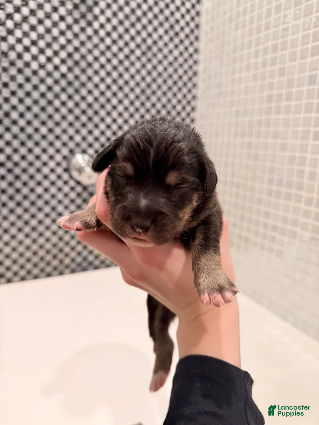 Australian Shepherd dogs for sale: Winston - Ad 2