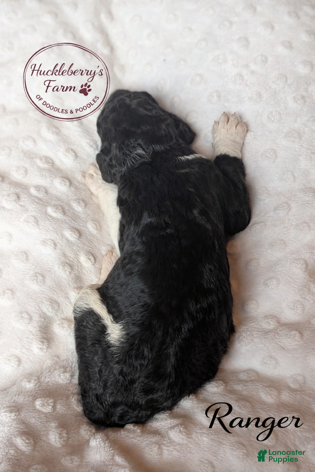 Goldendoodle dogs for sale: Ranger F1B  - Ad 3