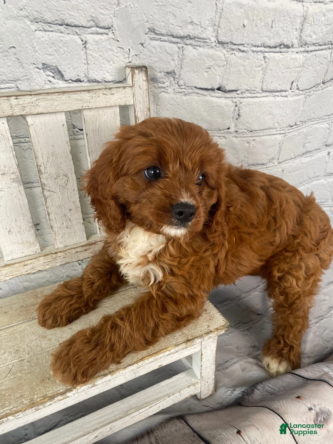 Cavapoo dogs for sale: Tucker - Ad 12