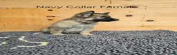 German Shepherd dogs for sale: German Shepherd 3 - Ad 2