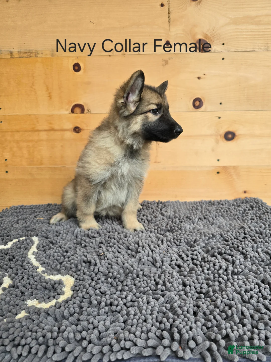 German Shepherd dogs for sale: German Shepherd 3 - Ad 2