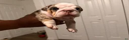 English Bulldog dogs for sale: Female Merle Chocolate Tri - Ad 4