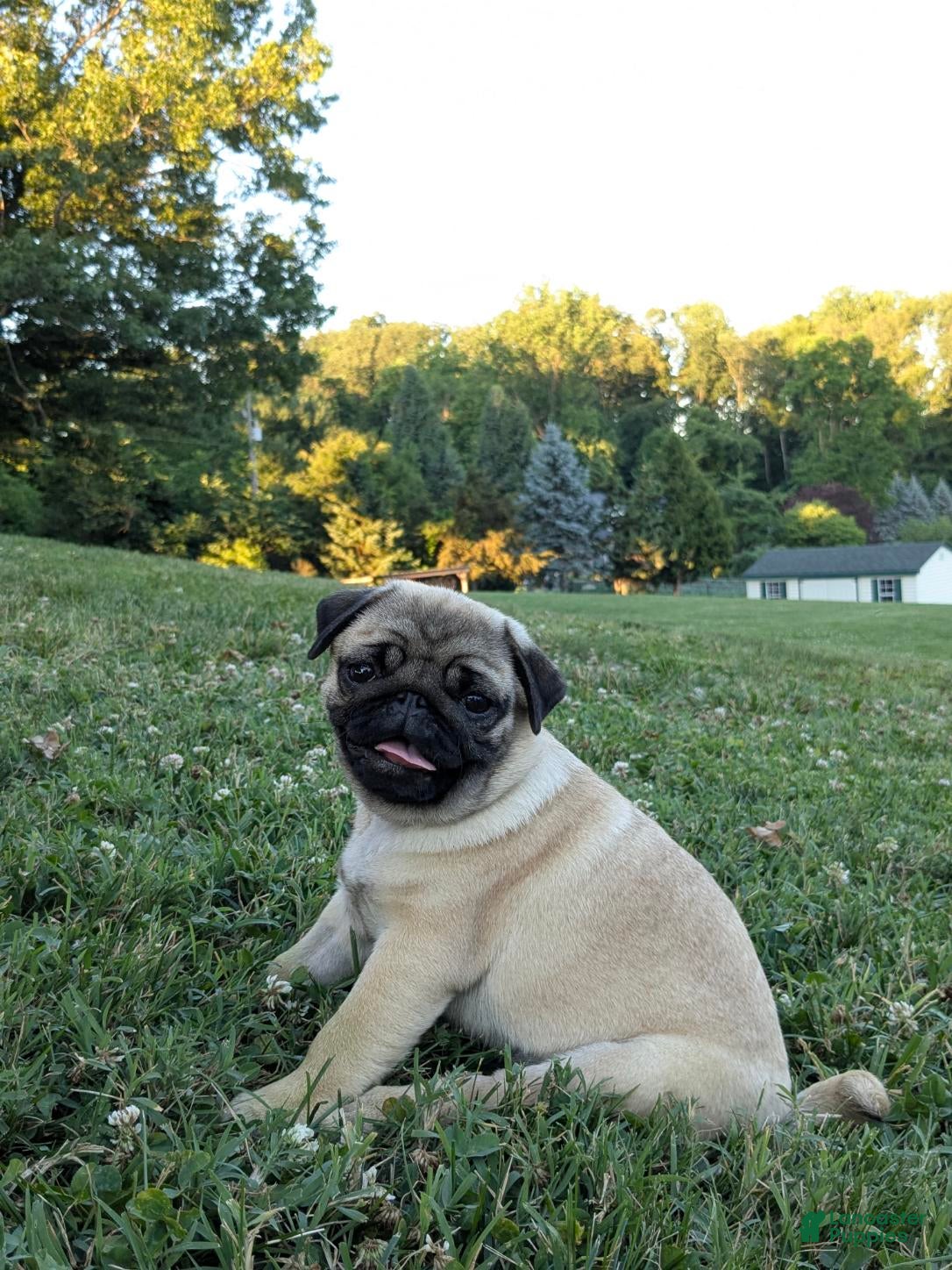 Pug dogs Buttercup - Ad 1