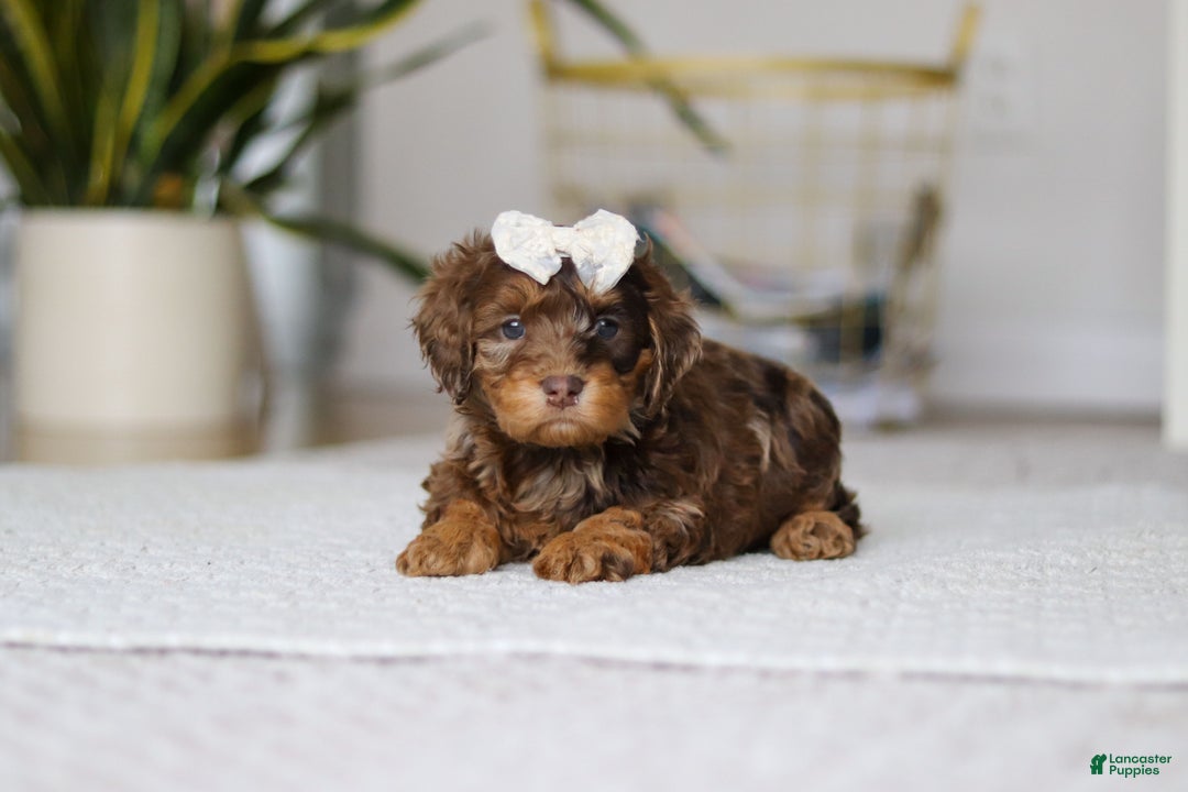 Cockapoo dogs for sale: Angela - Ad 2