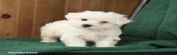 Westiepoo dogs for sale: Frank  - Ad 4