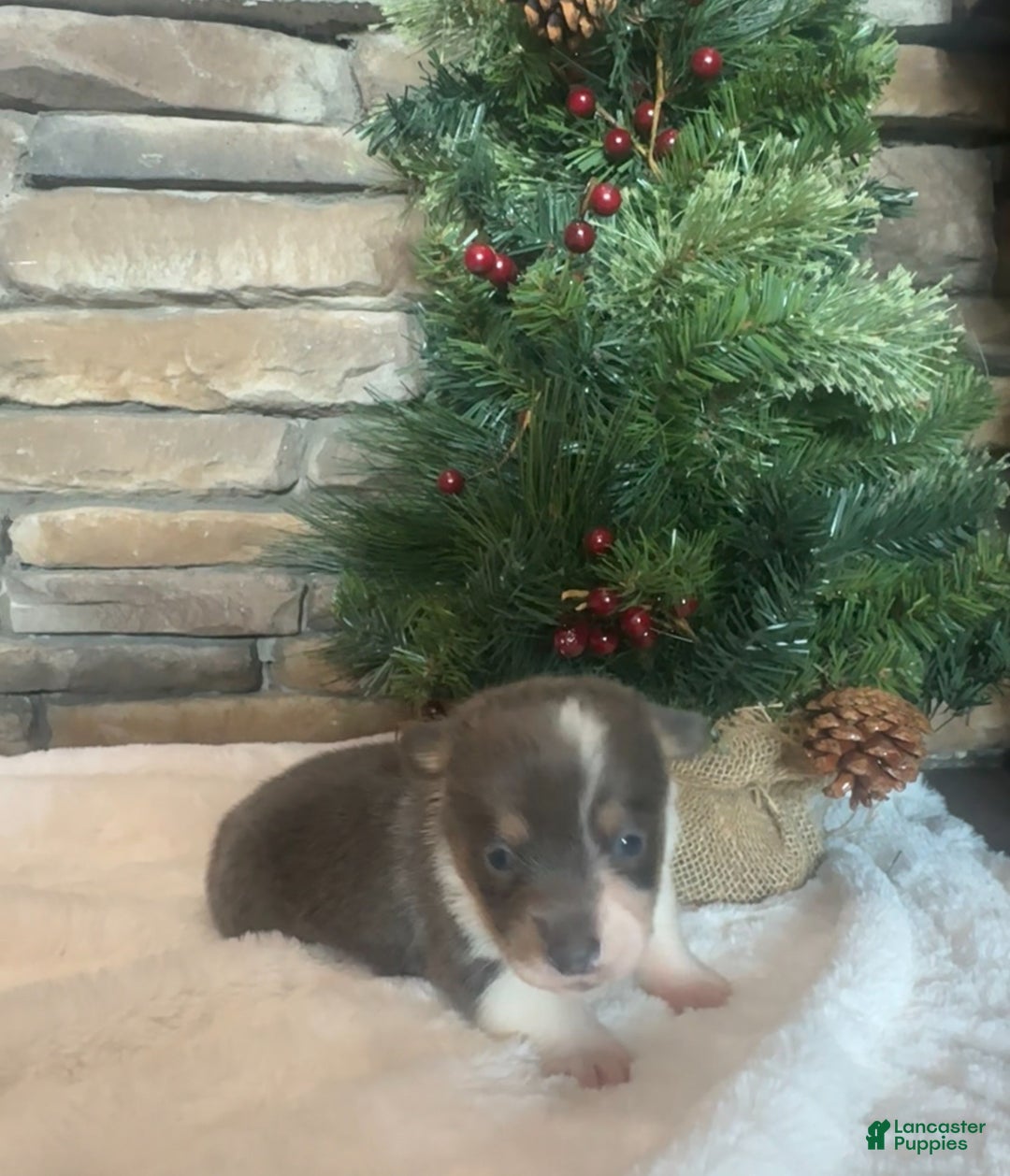 Mixed Breed dogs for sale: Ruger - Ad 4