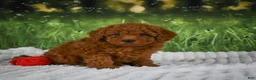 Mini Goldendoodle dogs for sale: Raven - Ad 11