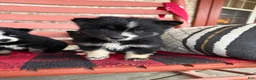 Pomsky dogs for sale: Shadow - Ad 3