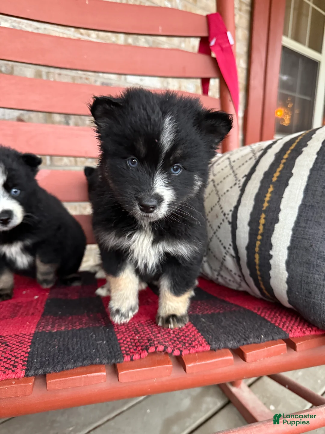 Pomsky dogs for sale: Shadow - Ad 3