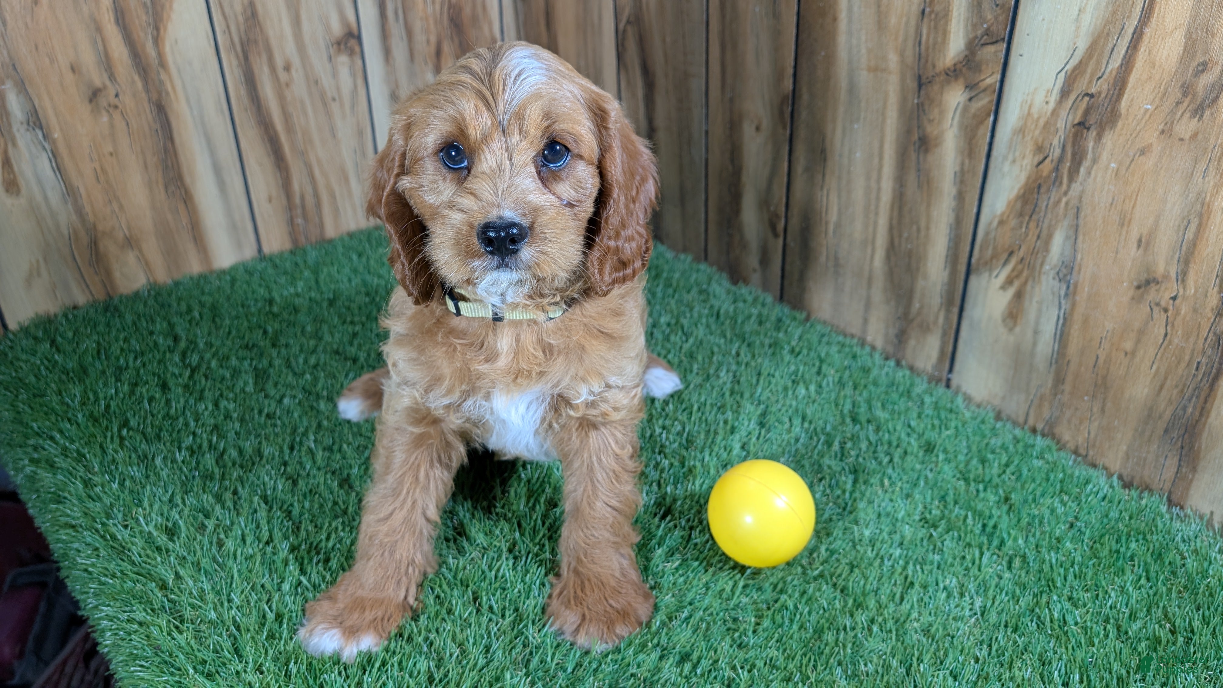 Cavapoo dogs Jazzy Boy 7 - Ad 2
