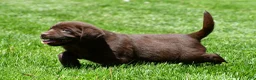 Labrador Retriever dogs for sale: Chase - Ad 5