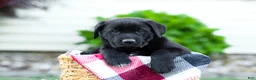 Sheprador dogs for sale: Bingo - Ad 6