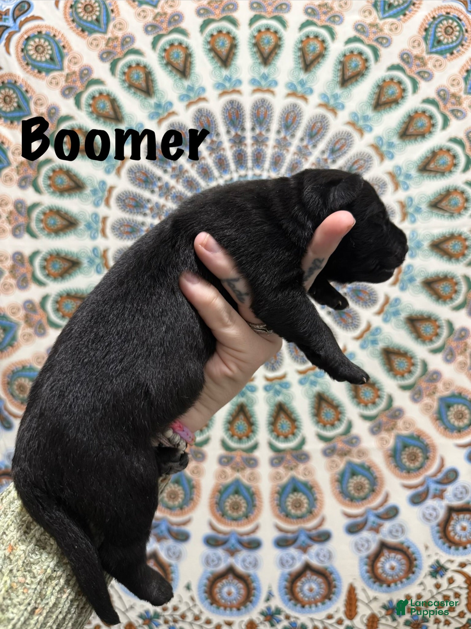 German Shepherd dogs Boomer - Ad 1