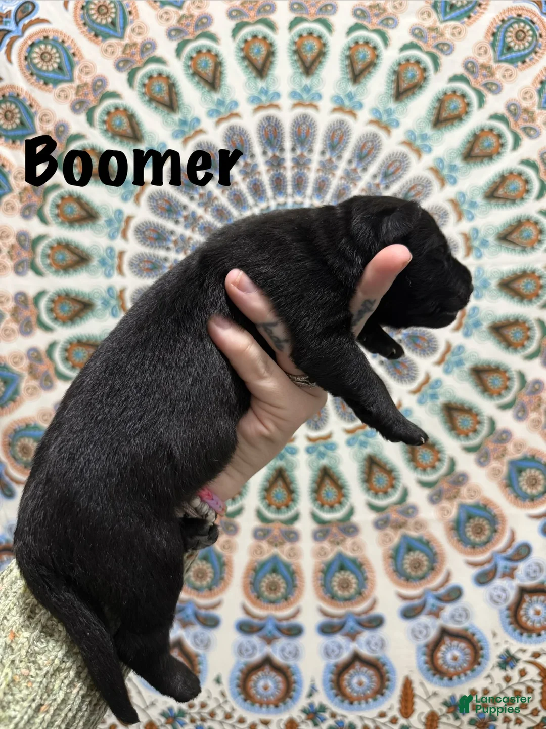 German Shepherd dogs for sale: Boomer - Ad 1
