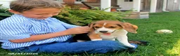 Beagle dogs for sale: Muffin - Ad 1