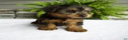 Yorkshire Terrier dogs for sale: Bella - Ad 6