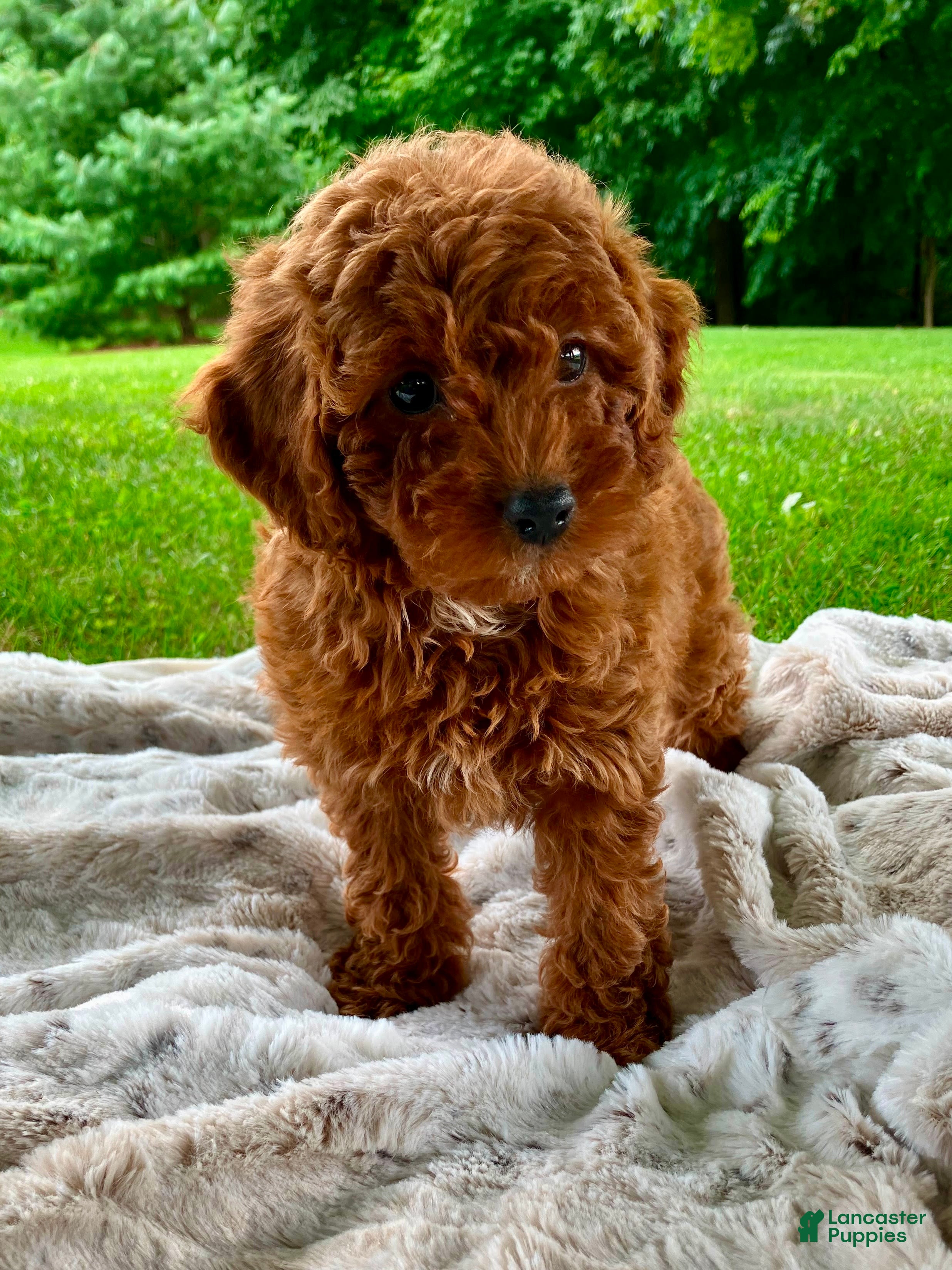 Miniature Poodle dogs Stella - Ad 2