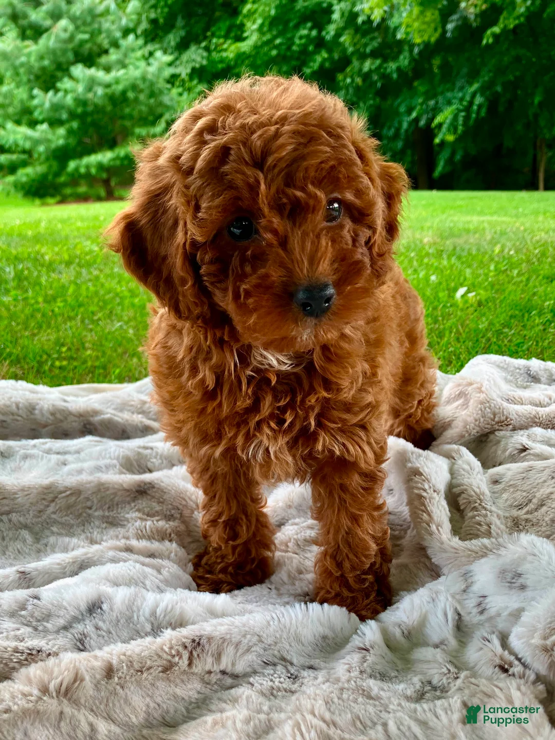 Miniature Poodle dogs for sale: Stella - Ad 2