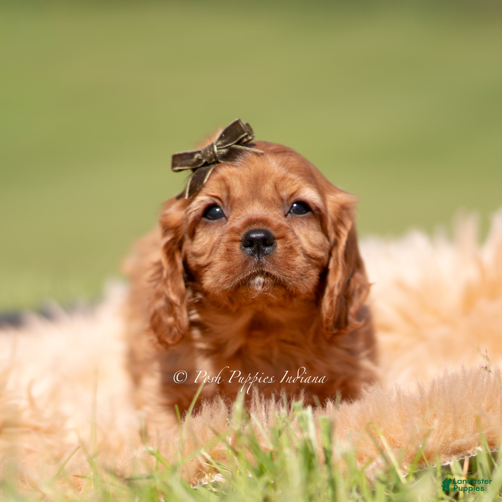 Cavalier King Charles Spaniel dogs Otis AKC - Ad 12