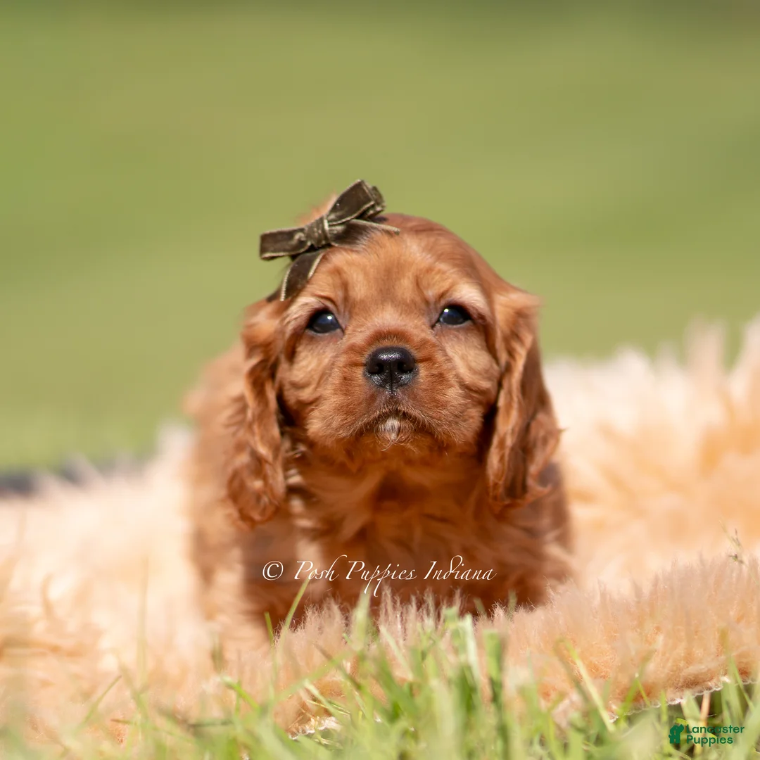 Cavalier King Charles Spaniel dogs for sale: Otis AKC - Ad 1