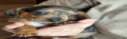 Dachshund dogs for sale: Dachshund 2 - Ad 5
