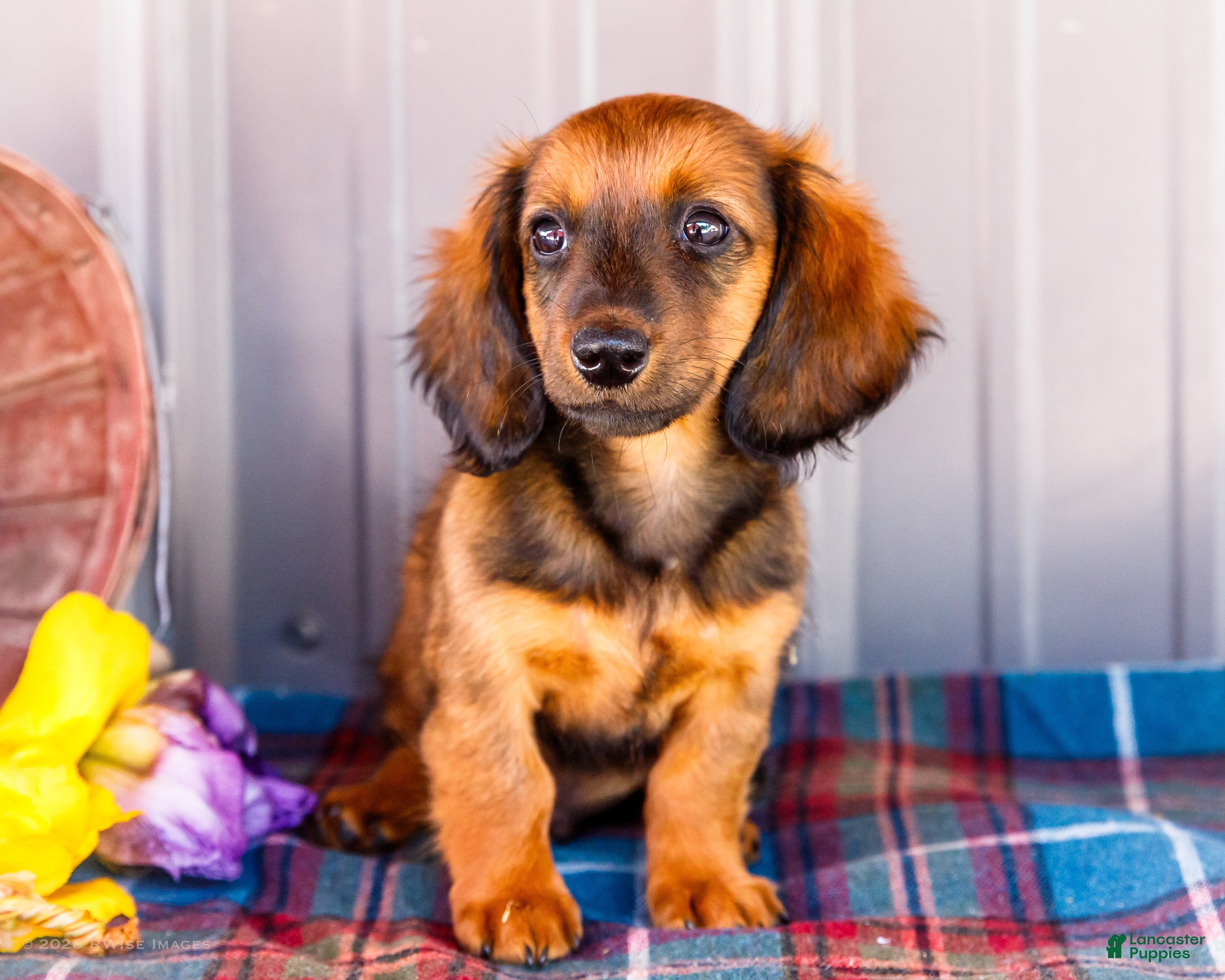 Miniature Dachshund dogs Bryce - Ad 1