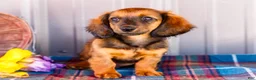 Miniature Dachshund dogs for sale: Bryce - Ad 2