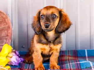 Miniature Dachshund dogs for sale: Bryce - Ad 3