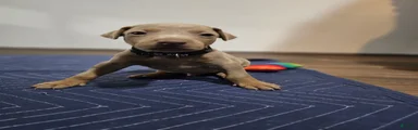 Doberman Pinscher 2