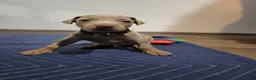 Doberman Pinscher dogs for sale: Doberman Pinscher 2 - Ad 1