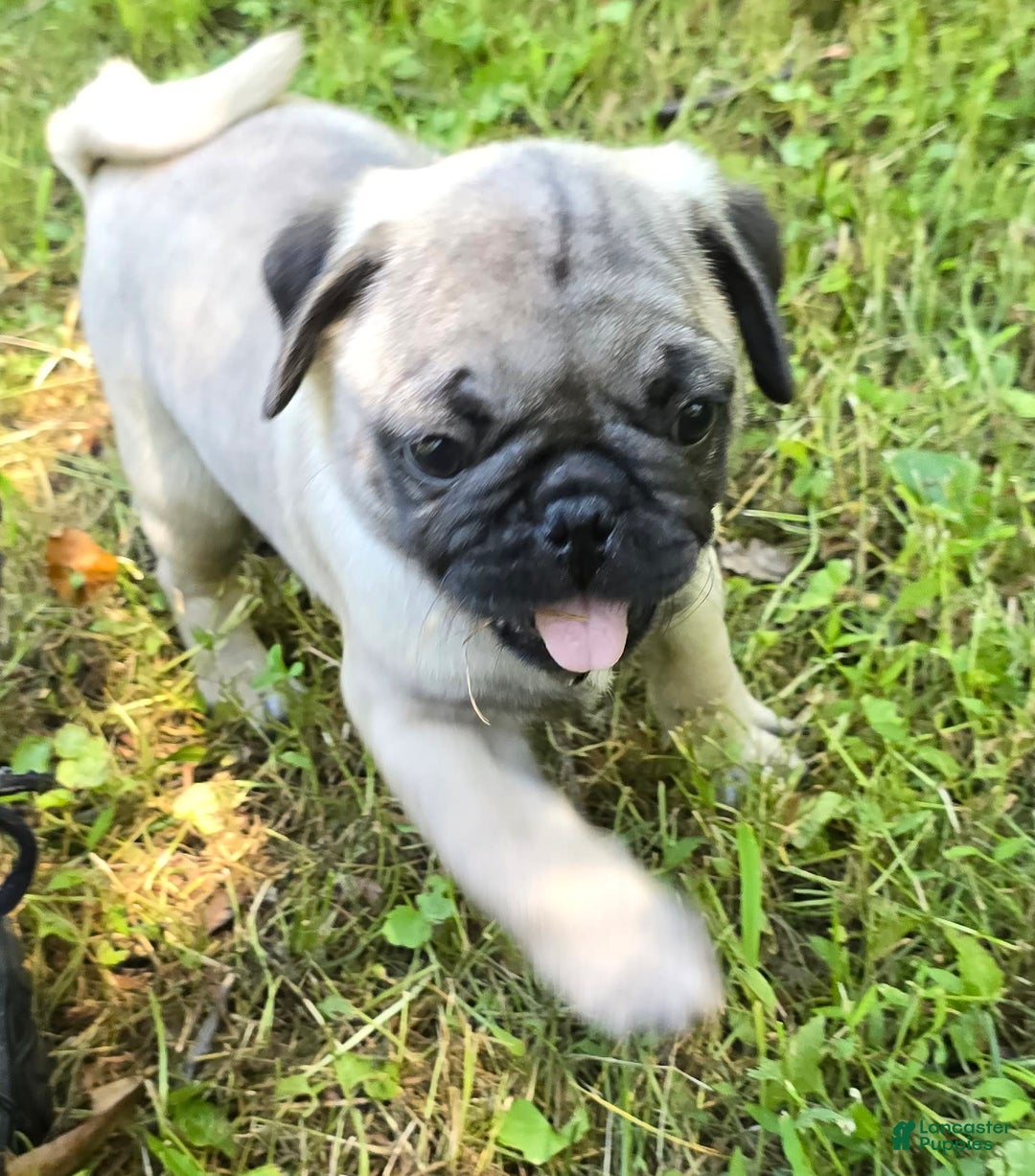 Pug dogs for sale: Derek - Ad 3