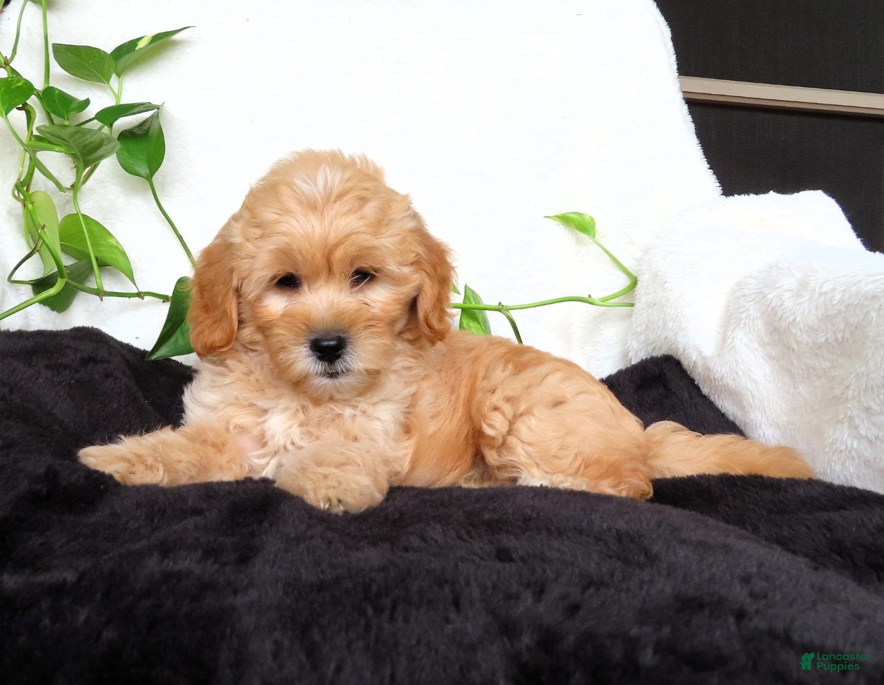 Mini Goldendoodle dogs Jewel - Ad 1