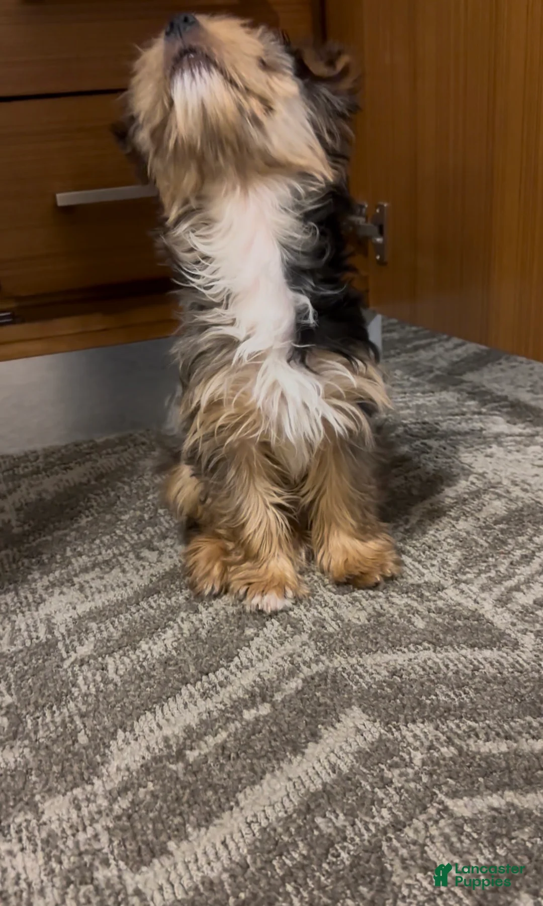 Yorkshire Terrier dogs for sale: Blueberry  - Ad 2