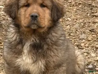 Mixed Breed dogs Tibetan Mastiff/Bernese Mountain Dog Male 1 - Ad 13