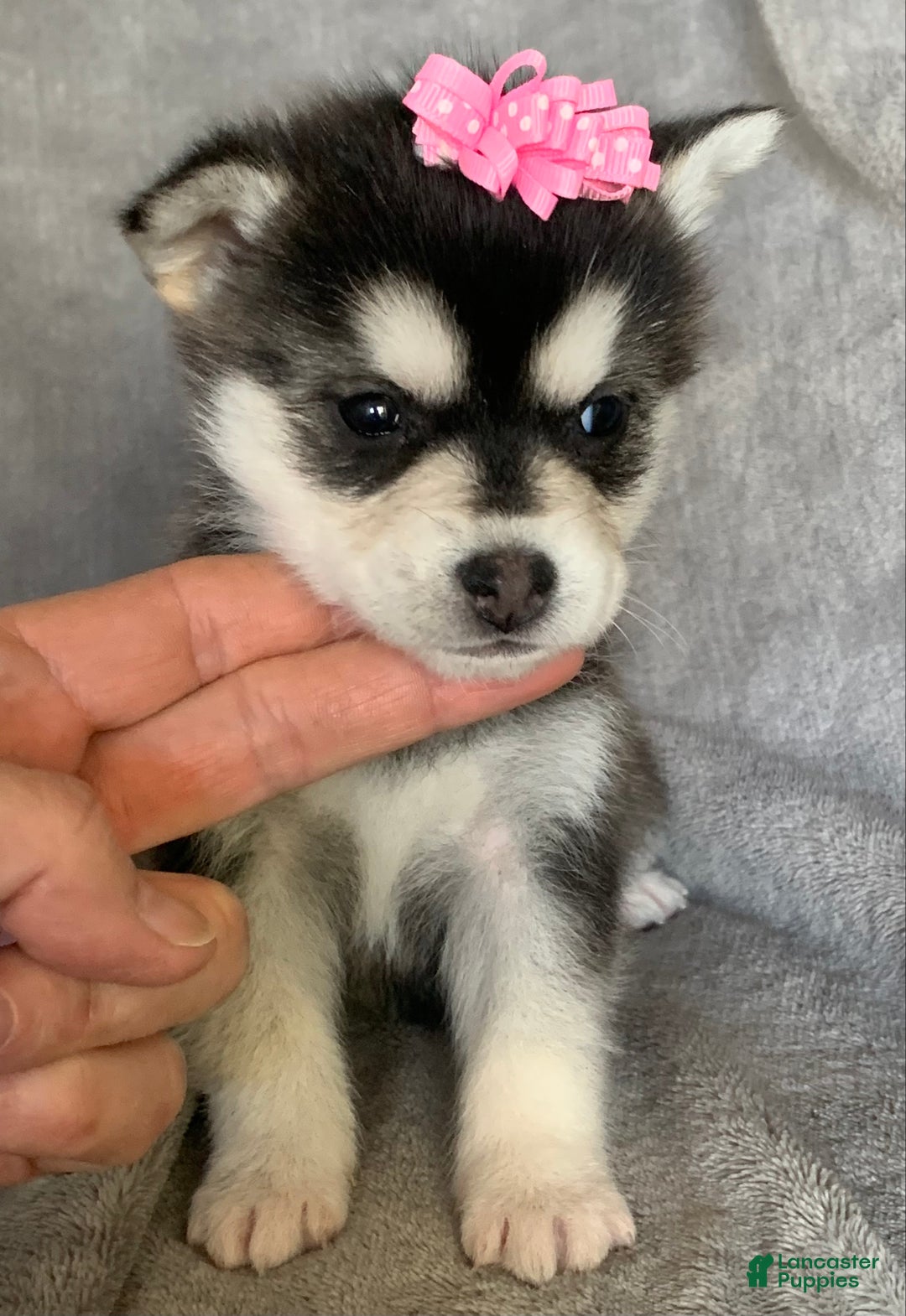Alaskan Klee Kai dogs for sale: Gorgeous Toy Husky~Sweet POLLY~!!! - Ad 7