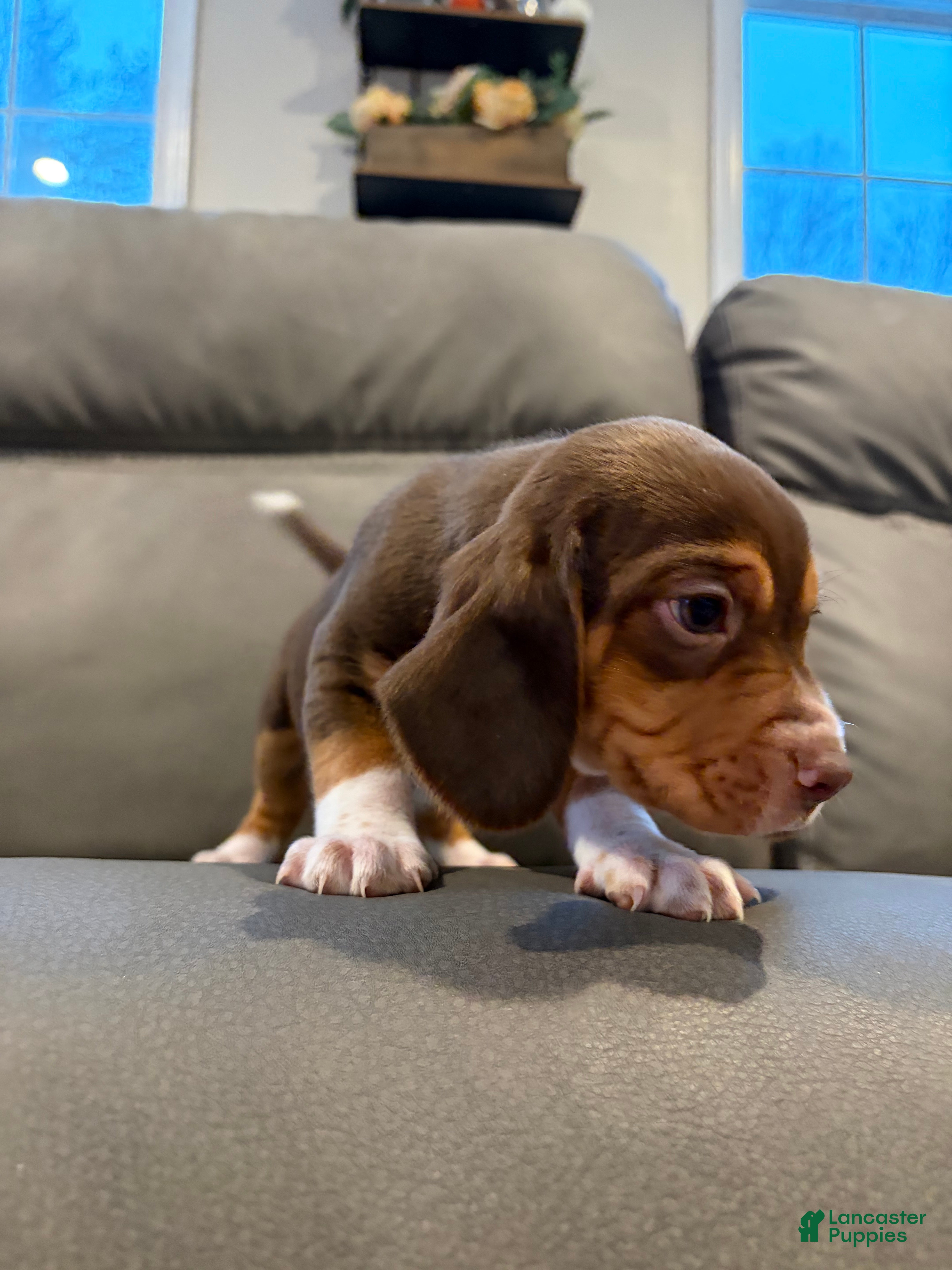 Beagle dogs Beagle Puppy 6 - Ad 6