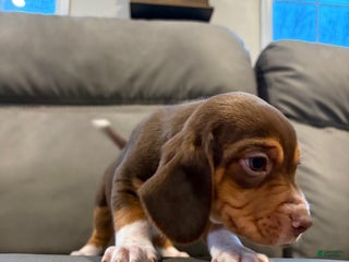 Beagle dogs Beagle Puppy 6 - Ad 6