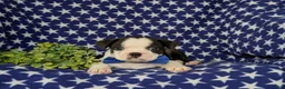 Boston Terrier dogs for sale: Brent - Ad 5