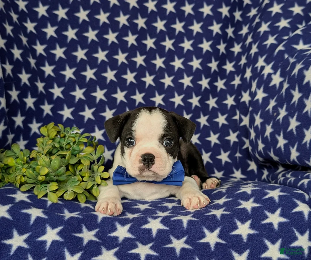 Boston Terrier dogs for sale: Brent - Ad 5
