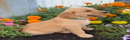 Golden Retriever dogs for sale: Hugo - Ad 4