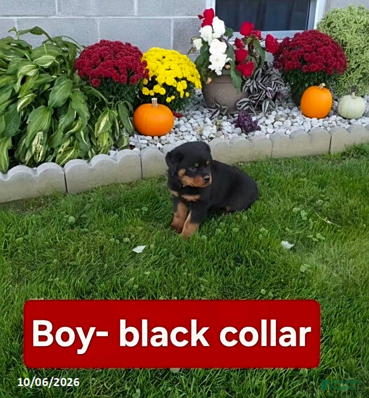 Rottweiler dogs Ranger - Ad 2