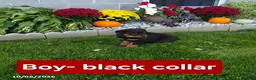 Rottweiler dogs for sale: Ranger - Ad 2