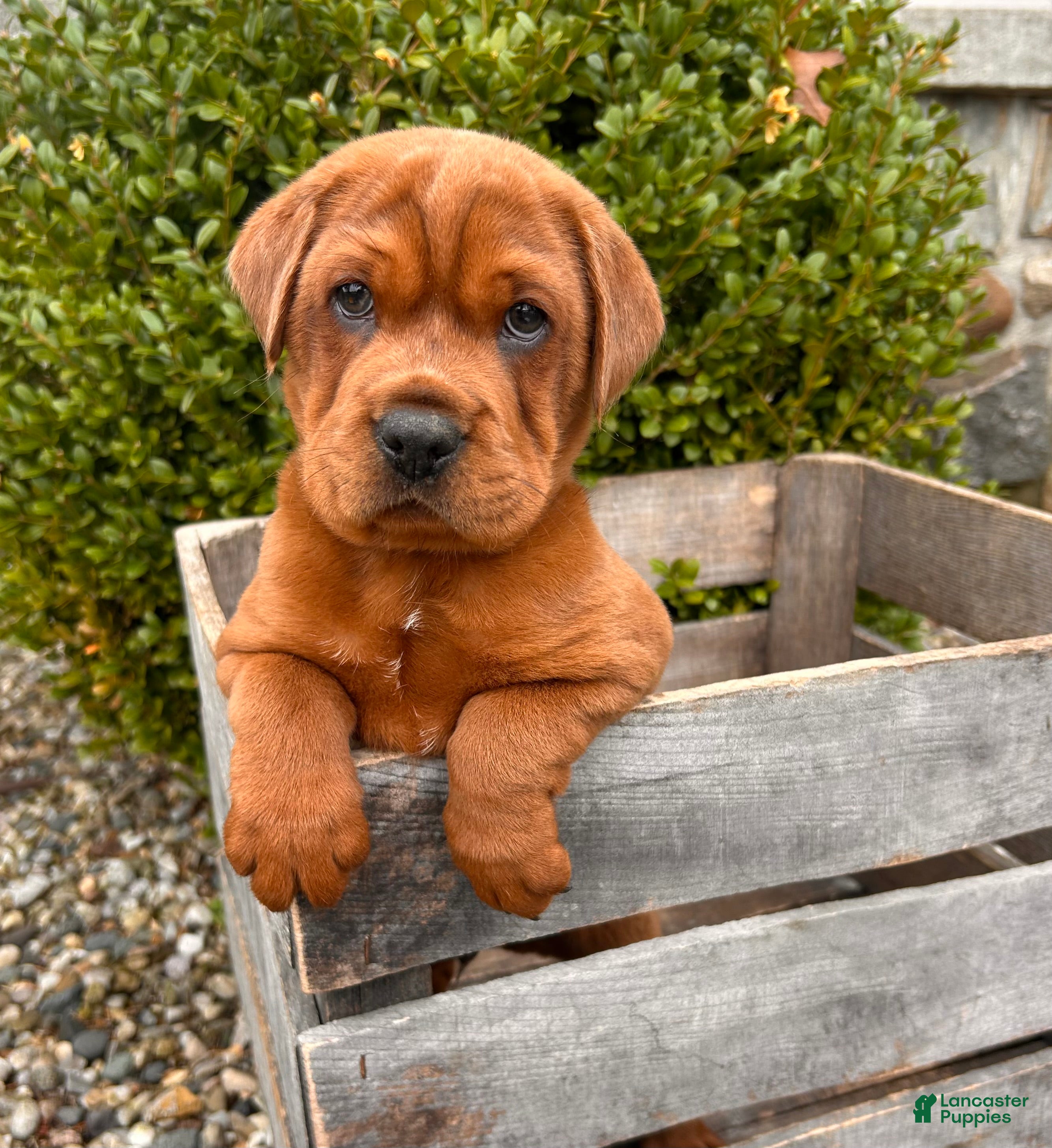 Mini Hippo dogs Hagen - Ad 2