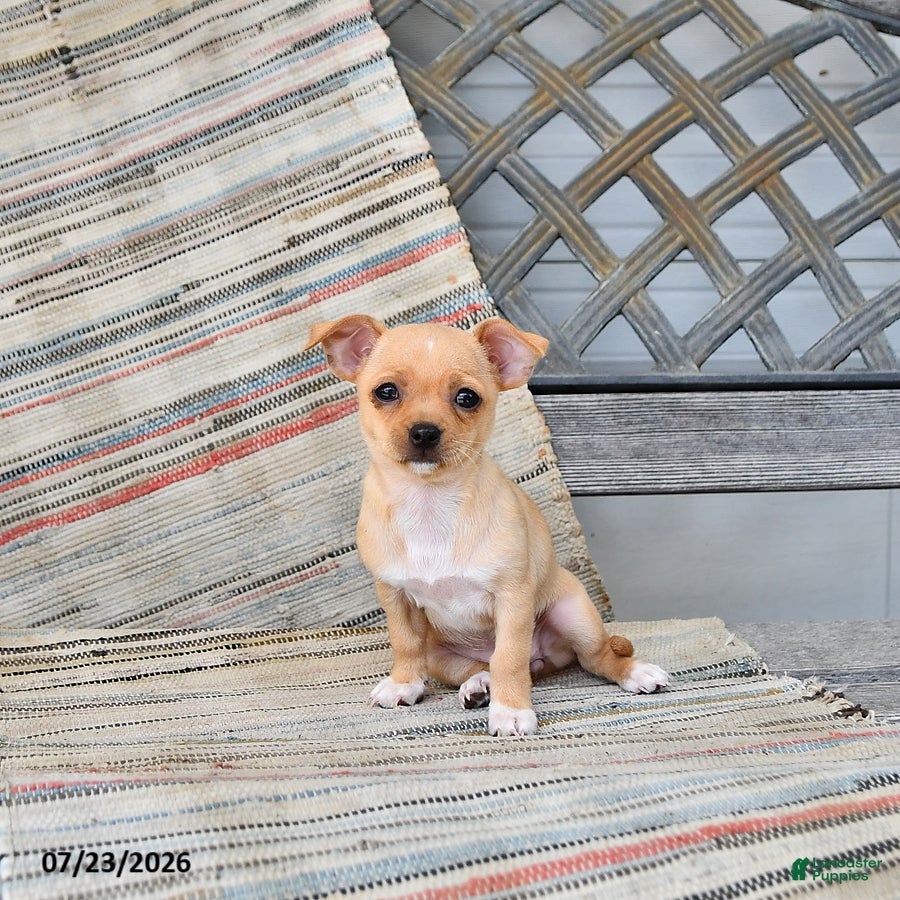 Chihuahua dogs Willow - Ad 2